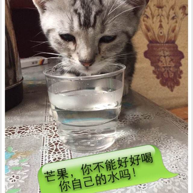 阿沃诺学院文凭毕业证怎么买假的
